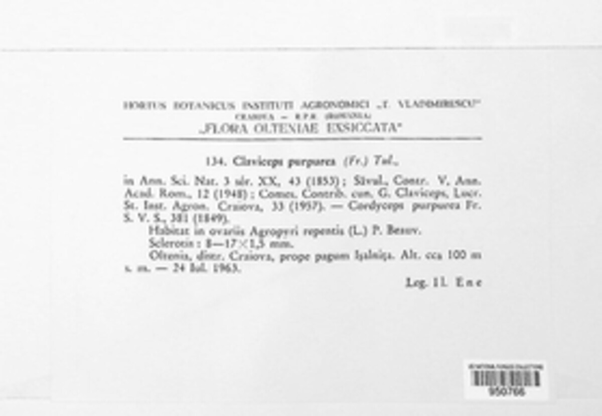 Claviceps purpurea image